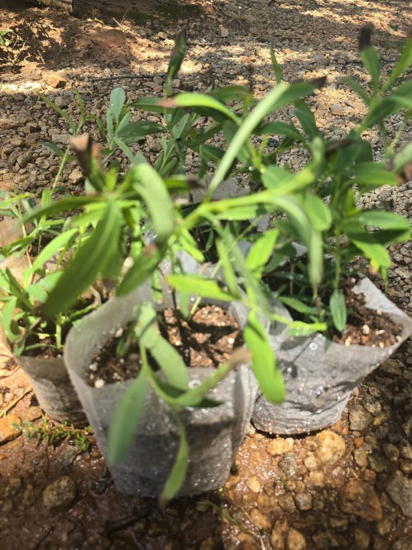 John’s Wort - Image 2