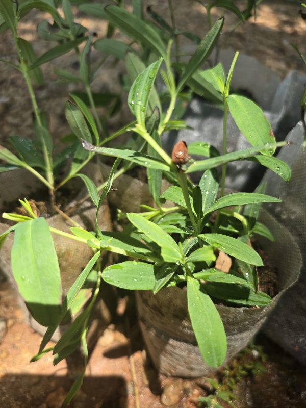 John’s Wort - Image 3