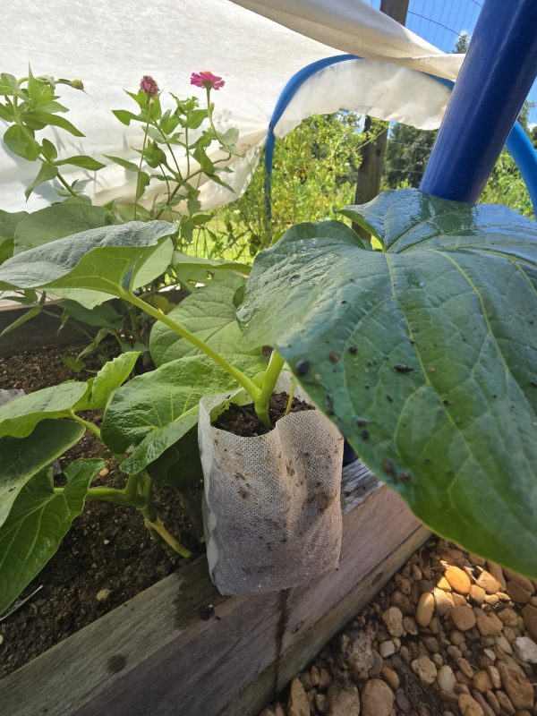 Yerba Santa - Image 2