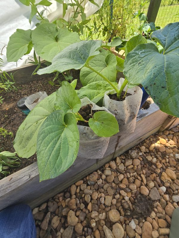 Yerba Santa - Image 3