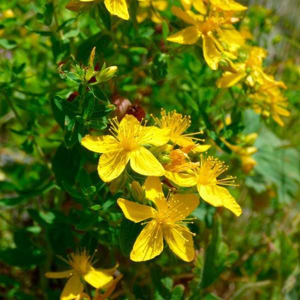 John’s Wort
