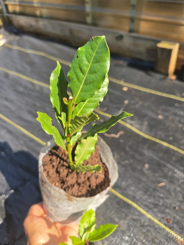 Bay Laurel - Image 3