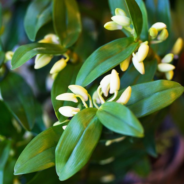 Cayaponia espelina