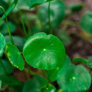 Centella asiatica or Gotu kola