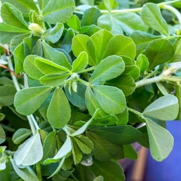 Fenugreek