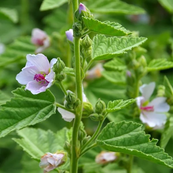 Marsh Mallow