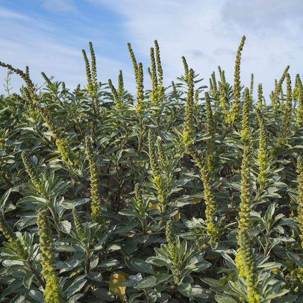 Mullein
