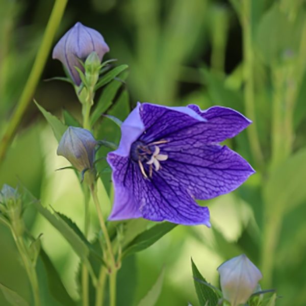 Platycodon, Balloon Flower