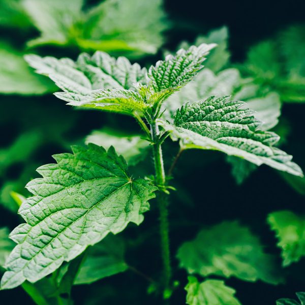 Ortiga or tingling nettles