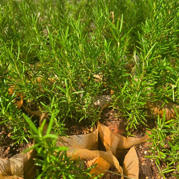 Rosemary Tuscan