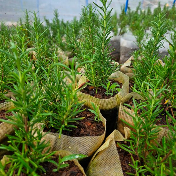 Rosemary Tuscan - Image 2